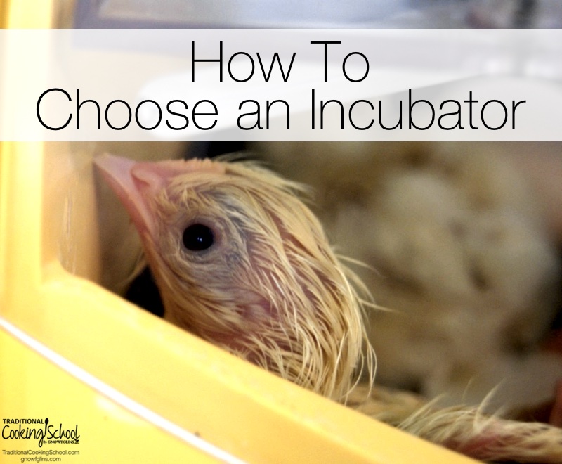 My interest in chickens has grown ever since we started our flock two years ago with eight Rhode Island Red pullets. I recently told my husband that I would love to start raising them with an interest in preserving them. He responded with the gift of an incubator so I could hatch my own. Here are a few things we learned when choosing our incubator, and a few things you might want to consider. | TraditionalCookingSchool.com