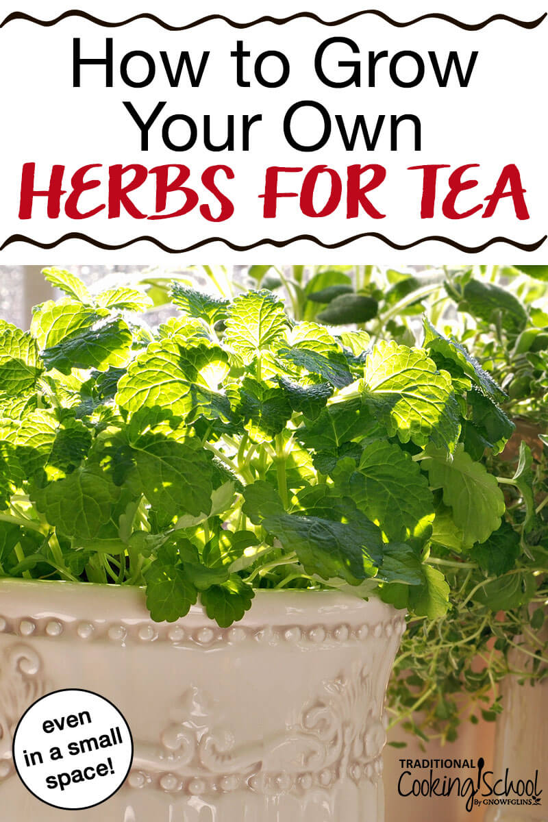 How to Grow Your Own Herbs for Tea {even in a small space} | Herbal tea is easy and rewarding to grow yourself. Many tea herbs are easy-to-grow and do well in pots and small spaces, so you can enjoy delicious home-grown tea year-round. Although you can make tea out of almost any herb, here are five (plus one more) of my favorites for both large and small gardens! | TraditionalCookingSchool.com