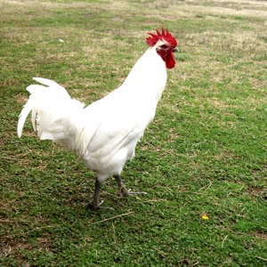 To Keep or Not to Keep... a Rooster | While doing our research on chickens, we heard a number of both good and bad things about roosters. In the end, the good outweighed the bad... and we decided to give a rooster a chance. After nearly a year now, with not just one, but three roosters, here is our take on keeping a male bird. | TraditionalCookingSchool.com