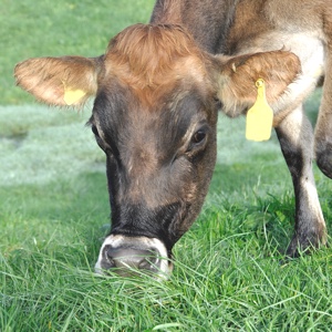 Raw Milk Q&A | Switching to raw milk is a good starting place for many newly health-conscious families. I went to one raw milk-producing family farm, Fall Creek Farms in TN, to ask important questions: Is it safe? Is it from a good source? How long does it last? Why is it more expensive? and more! | TraditionalCookingSchool.com