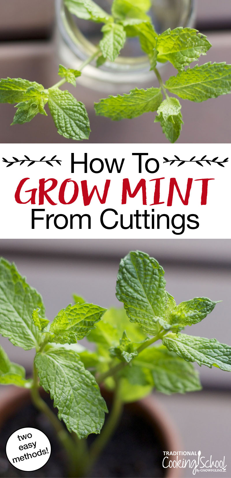 How to Grow Mint from Cuttings | Mint is easy to grow and hard to kill -- which makes it one of the best plants for a beginning gardener! You can buy a plant at the store or grow your own from cuttings. Here are two methods for growing your own mint from cuttings. | TraditionalCookingSchool.com