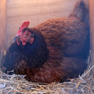 You hear it again and again in homesteading circles... Loss is inevitable. And that makes caring for any living thing emotionally challenging. Can these hard times teach us anything? Difficult as it is, the answer is yes.