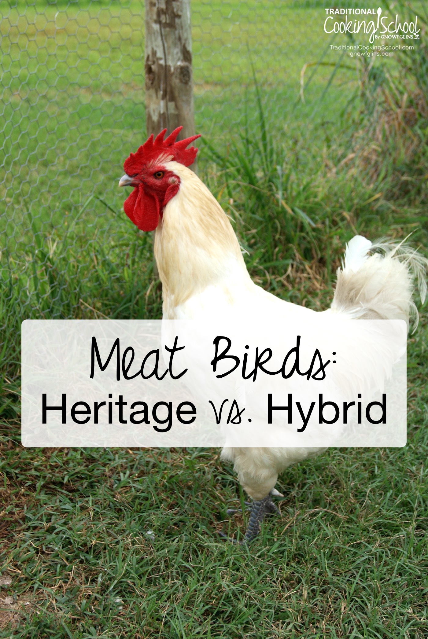 Meat Birds: Heritage v. Hybrid | I was somewhat idealistic about raising chickens... I envisioned going to the chicken yard in a pretty apron, grabbing a good-sized chicken, swiftly processing it on a chopping block, taking it to the kitchen, and serving a gorgeous roast chicken a few short hours later. Then expectation met reality... | TraditionalCookingSchool.com