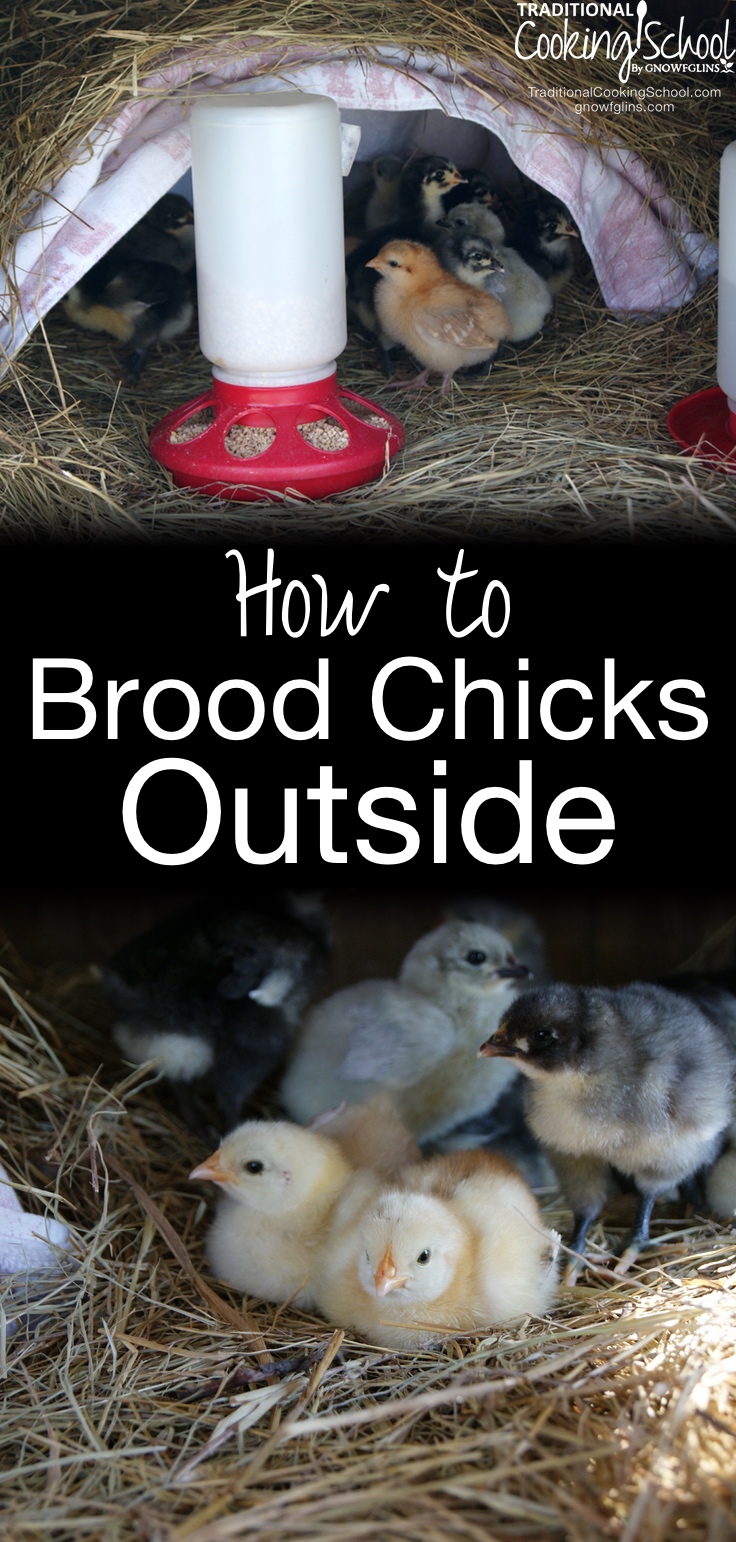How to Brood Chicks Outside | Confession: Until recently, we tended to our brooding chicks in our home office. We spend most of our time in this room anyway, and it's so fun to watch them while we're working! Then I discovered that it is possible to brood chicks outside, and it's a win-win for us and the chicks! | TraditionalCookingSchool.com