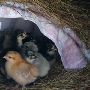 Confession: Until recently, we tended to our brooding chicks in our home office. We spend most of our time in this room anyway, and it's so fun to watch them while we're working! Then I discovered that it is possible to brood chicks outside, and it's a win-win for us and the chicks!