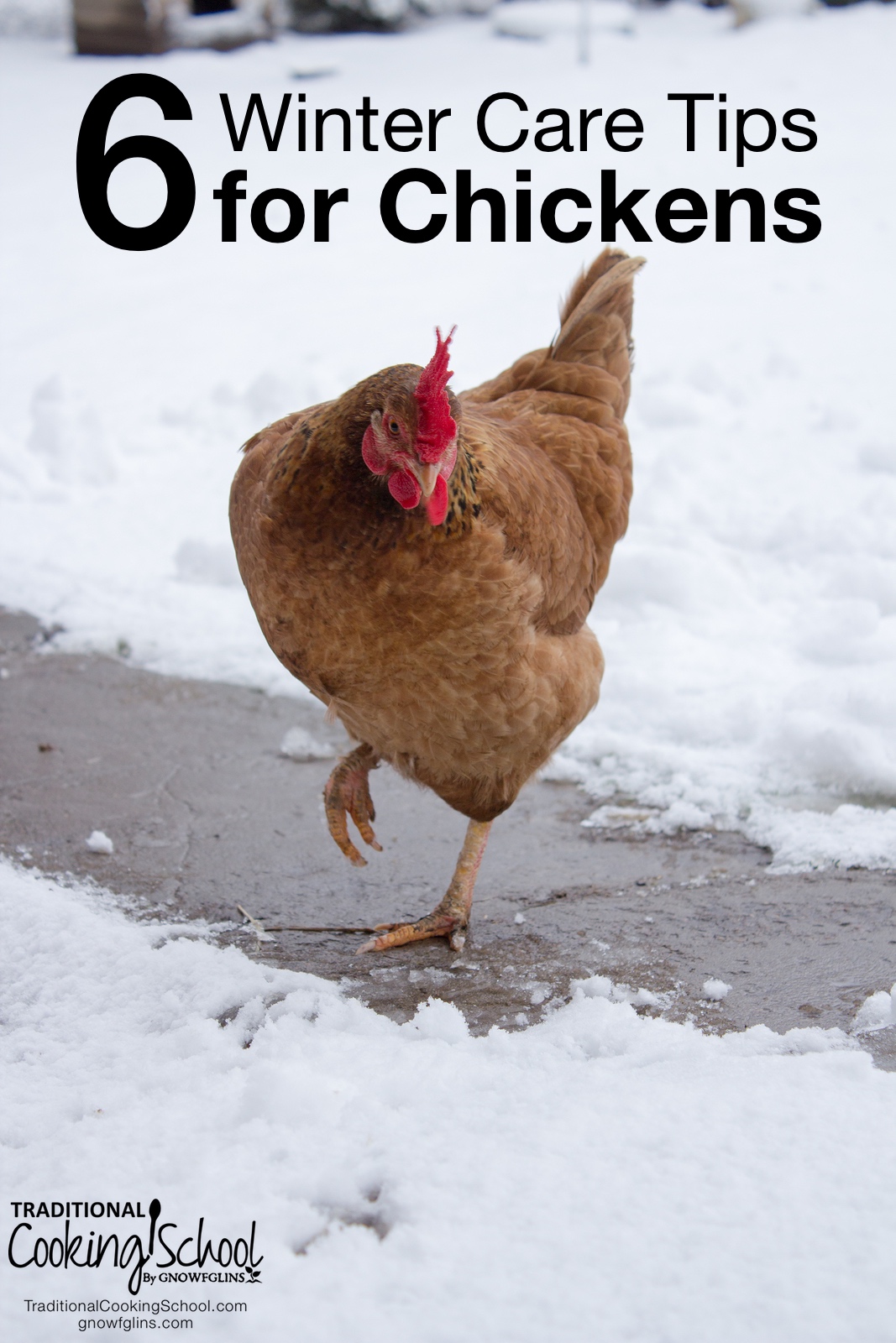 6 Winter Care Tips for Chickens | Chickens are some of the easiest homestead animals to keep... Yet, they may need some extra attention during extreme cold weather conditions. A bit of extra forethought and care will help your birds (and you!) be more prepared as winter settles in. | TraditionalCookingSchool.com