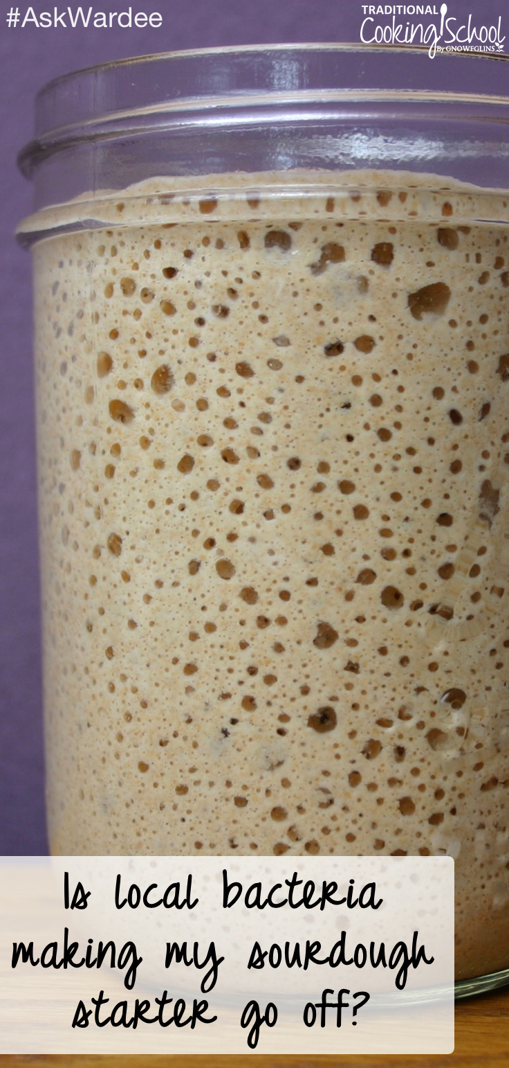 "Is local bacteria making my sourdough starter go off?” Before concluding that local geography is causing your starter to go off, first be sure of a few things — like are you keeping it away from other ferments? Watch, listen, or read to find out what else could be affecting your sourdough starter! | AskWardee.tv