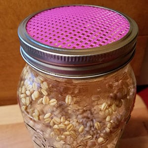 Want to try some sprouting? A sprouting screen will run you about $7. If you want 4 jars of sprouts going at the same time, that's $28 It adds up! Or, you can do what Morgen did and make DIY sprouting lids for just 5 cents each! Here's how!