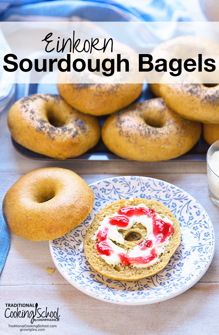 Einkorn Sourdough Bagels | Is anything better than a fresh bagel smothered in tangy cream cheese? Only perhaps einkorn sourdough bagels! Learn how to make sourdough bagels with einkorn -- the oldest variety of cultivated wheat in the world! | TraditionalCookingSchool.com