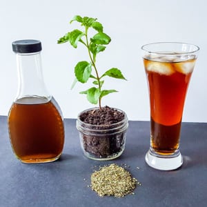 DIY Whole-Herb Stevia Extract (+ 4 tips for using it!) | When refined sugar is out and whole sweeteners cause blood sugar issues, what else is there? Try this whole-herb stevia extract! It's economical, unprocessed, and ideal for Trim Healthy Mamas. Learn how to make it, plus 4 tips for using it! | TraditionalCookingSchool.com