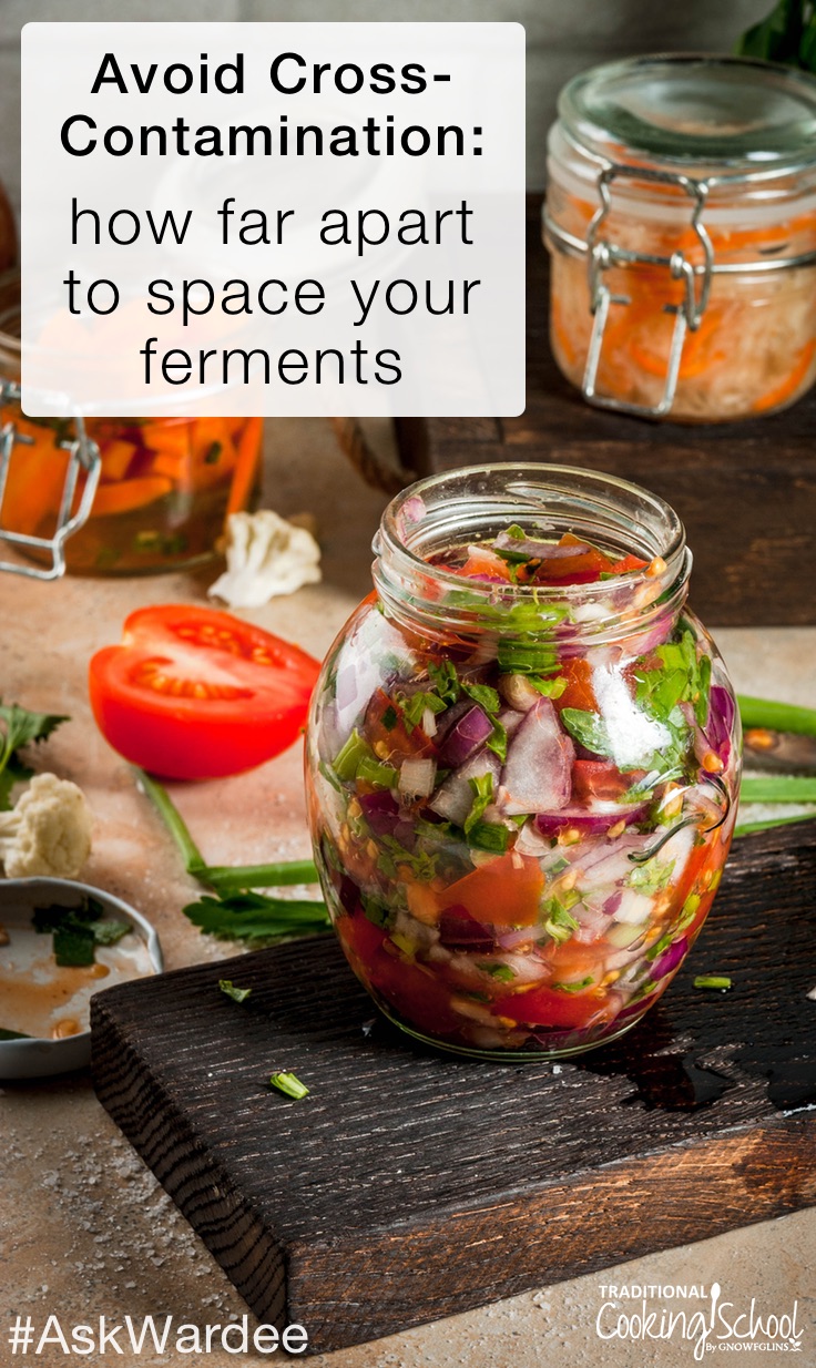 Did you know... if your ferments are too close together, cross-contamination happens? Unless you know how far apart to space your ferments, you could end up with "fluffy" cheese or yeasty-tasting veggies. Watch, listen, or read to learn the "rules" and when it's ok to break them! | AskWardee.tv