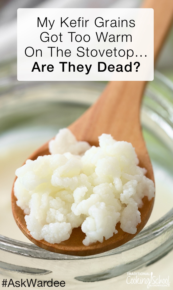 We store our mother cultures on or in the oven and -- uh oh! -- we turn it on and they heat up! What to do if your kefir grains got too warm? Are they dead? Watch, listen, or read to find out what to do! | AskWardee.tv