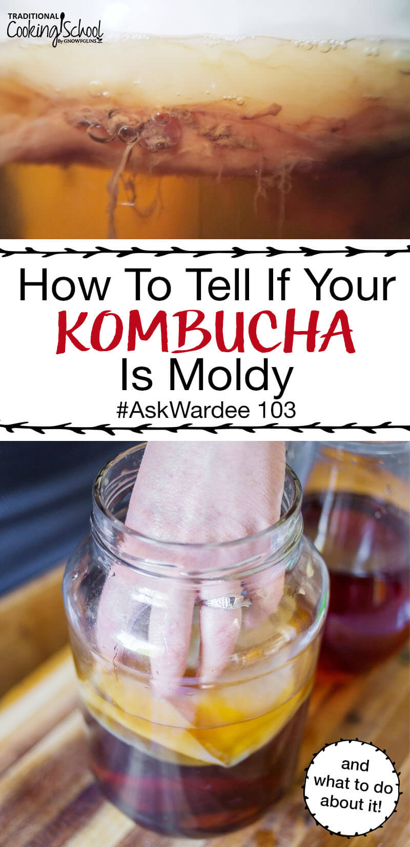 Did you know... Kombucha rarely grows mold? The SCOBY (mother culture) is quite hardy and balanced. Yet, mold does happen sometimes. Watch, listen, or read to learn how to tell if your Kombucha is moldy, plus what to do about it and how to prevent mold in future batches!