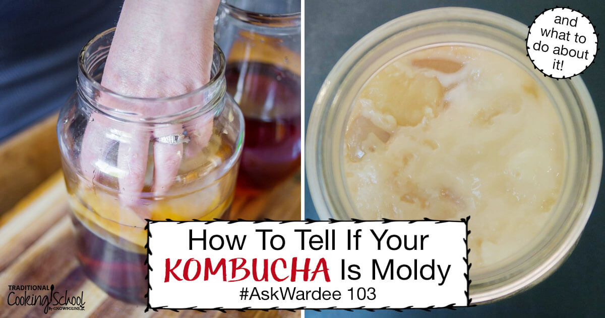 Is My Kombucha Moldy? Mold/Not Mold