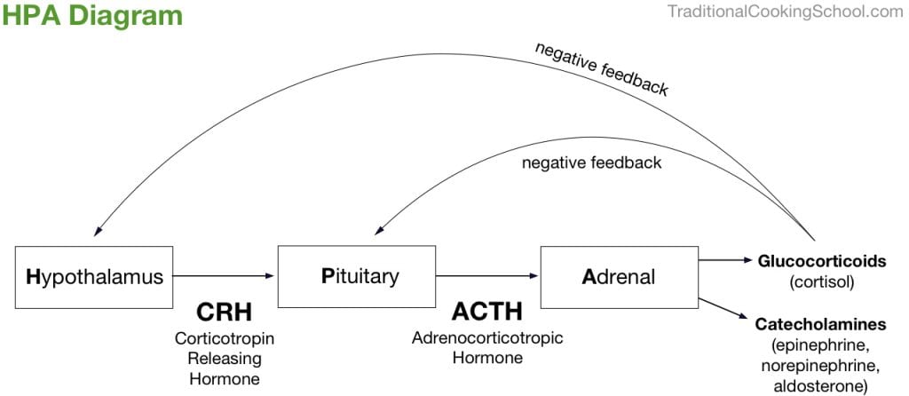The hypothalamus-pituitary-adrenal loop produces hormones that regulate our blood pressure, libido, metabolism, and stress response. When interference happens, symptoms of a hormone imbalance occur: insomnia, fatigue, anxiety/depression, thyroid issues, and more. This used to be called 'adrenal fatigue', but was that accurate? Learn why adrenal fatigue is actually HPA axis dysfunction.