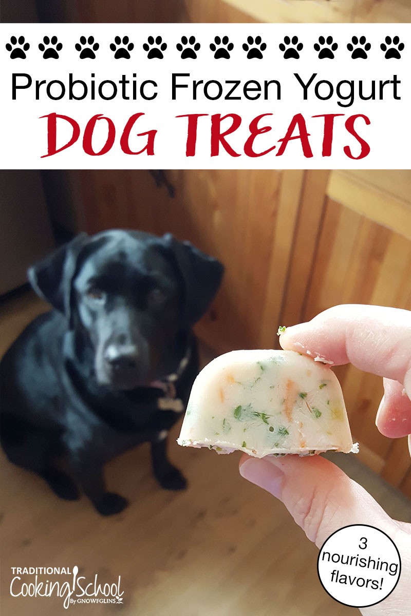 probiotic frozen yogurt dog treats with black lab and fresh blueberries and parsley