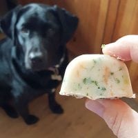 probiotic frozen yogurt dog treat with black lab