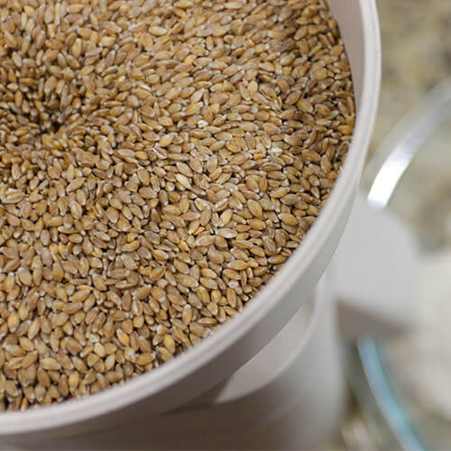 wheat berries in a home grain mill