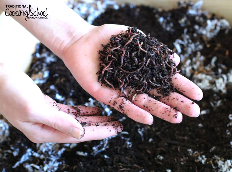 man's hand holding a large mass of earthworms and dirt