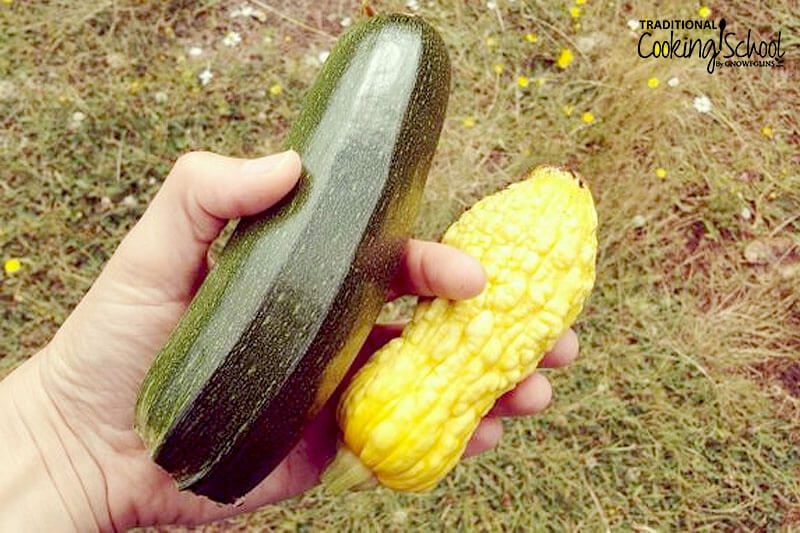 woman's hand holding a zucchini and small summer squash outside so that grass and weeds are visible in the background