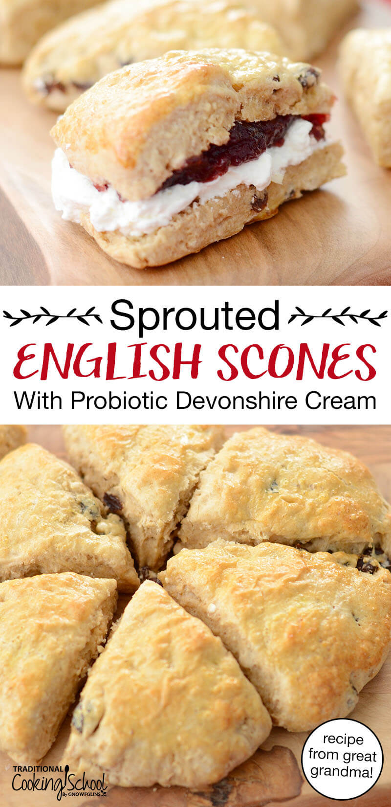 photo collage of scones spread with cream and jam, with text overlay: "Sprouted English Scones With Probiotic Devonshire Cream (recipe from great grandma!)"