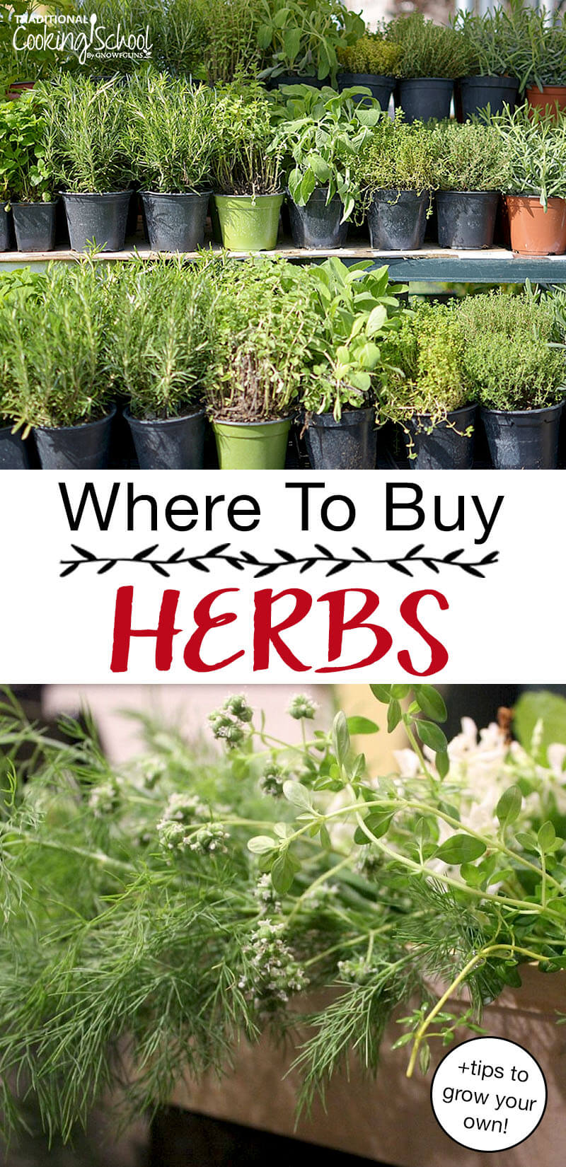 photo collage of fresh herbs with text overlay: "Where To Buy Herbs +tips for growing your own!"
