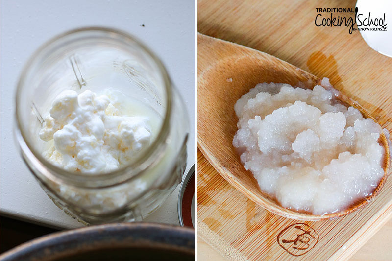 Photo collage of dairy kefir grains on the left, and water kefir grains on the right to show a side by side comparison.
