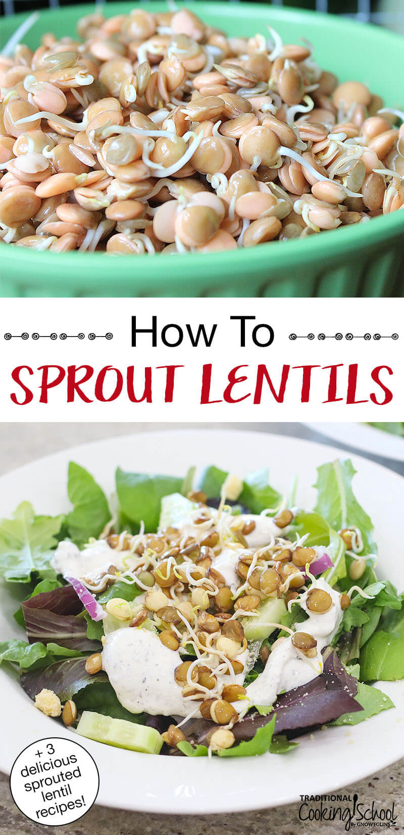 photo collage of sprouted lentils in a green bowl, and a fresh green salad topped with sprouted lentils. Text overlay says: "How To Sprout Lentils (+3 delicious sprouted lentil recipes!)"