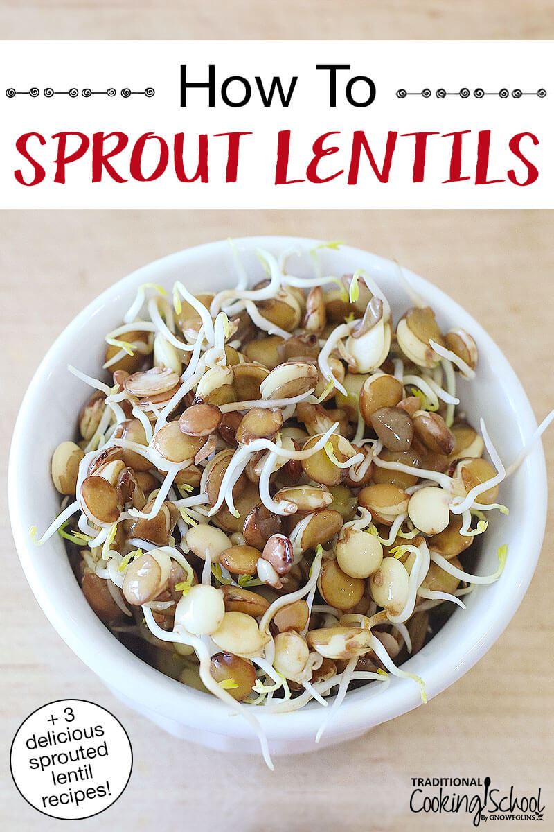 small white bowl brimming with sprouted lentils. Text overlay says: "How To Sprout Lentils (+3 delicious sprouted lentil recipes!)"