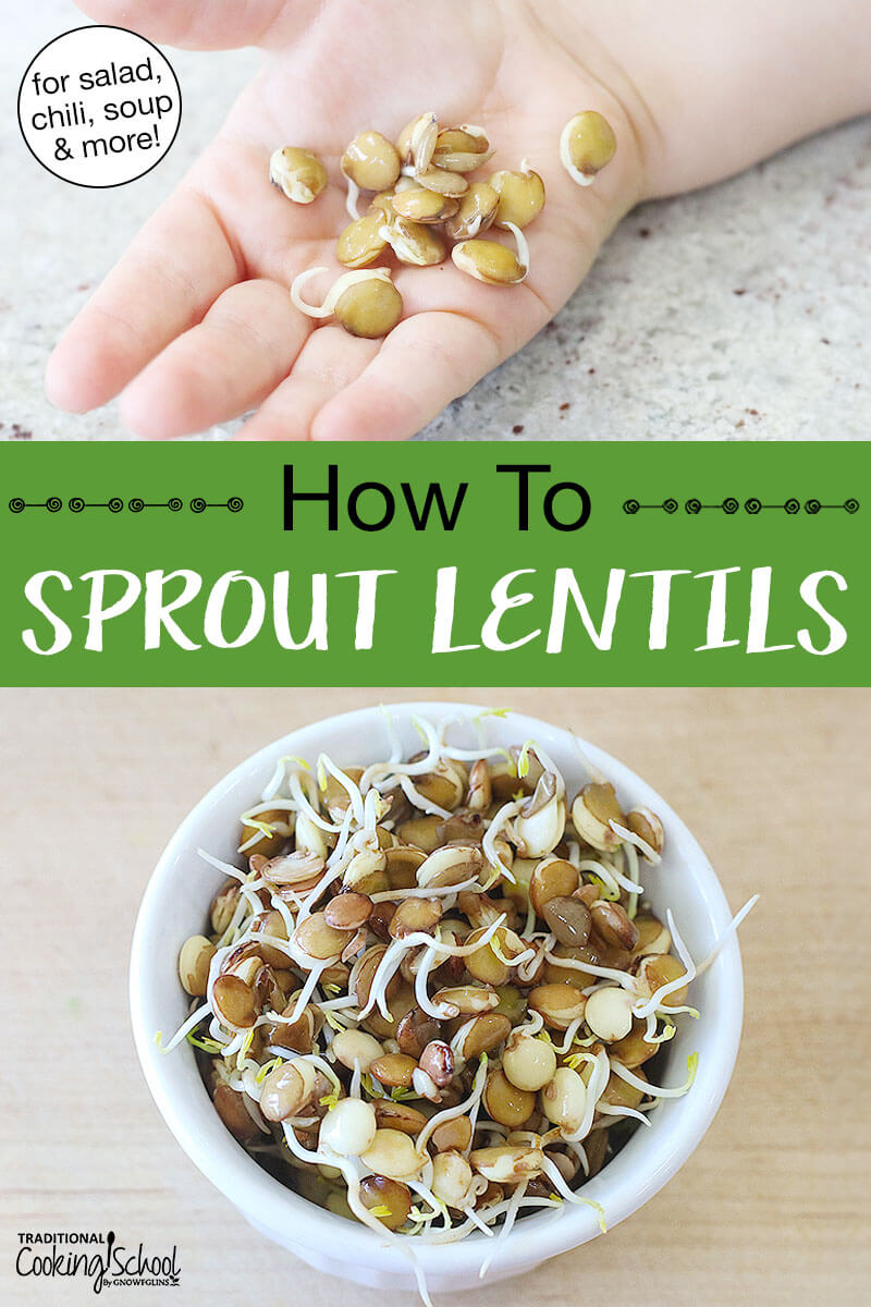 photo collage of sprouted lentils in a small bowl, and in a small child's hand. Text overlay says: "How To Sprout Lentils (for salad, chili, soup & more!)"