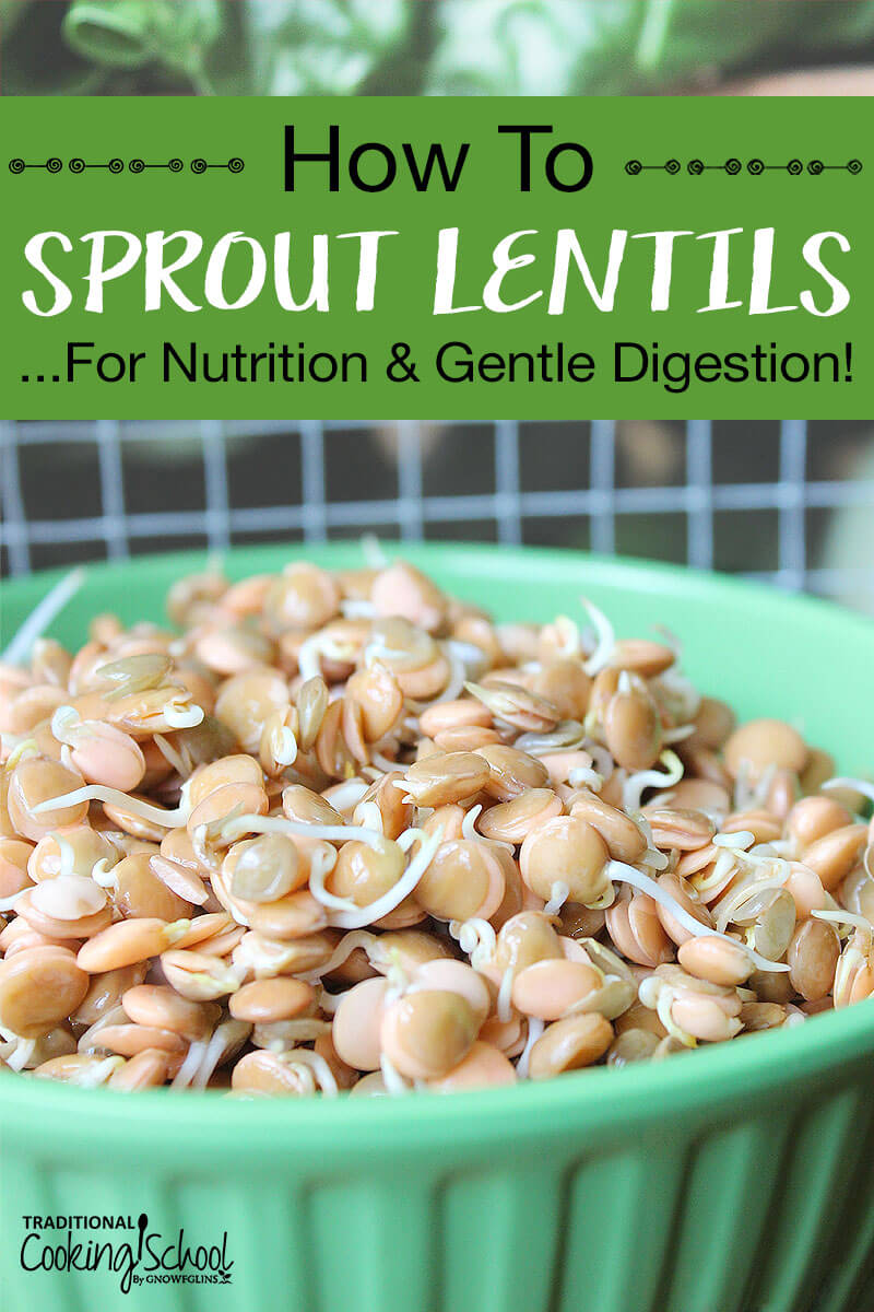 sprouted lentils in a green bowl. Text overlay says: "How To Sprout Lentils ...For Nutrition & Gentle Digestion"