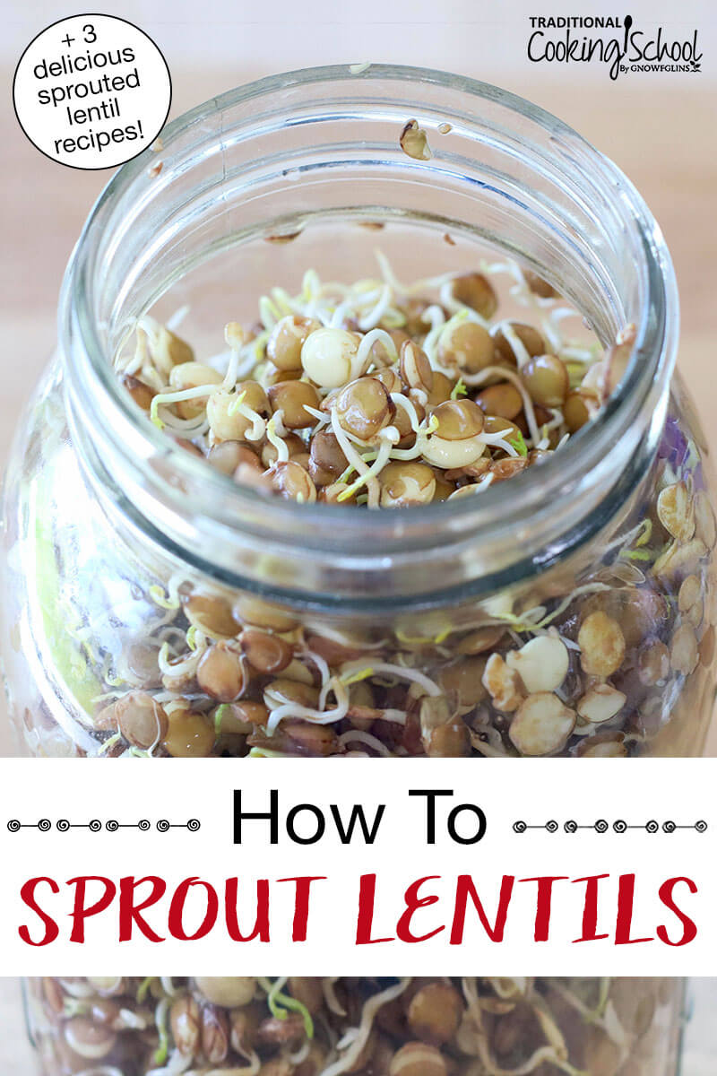 half-gallon glass jar filled with sprouted lentils. Text overlay says: "How To Sprout Lentils (+3 delicious sprouted lentil recipes!)"