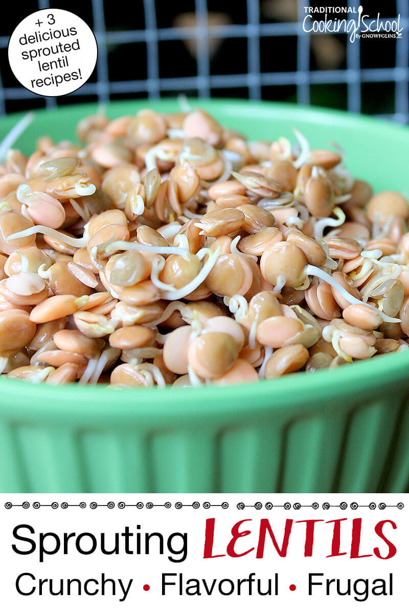 green bowl filled with sprouted lentils. Text overlay says: "Sprouting Lentils: Crunchy, Flavorful, Frugal (+3 delicious sprouted lentil recipes!)"