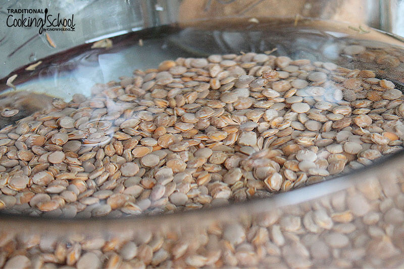 whole brown lentils soaking in a clear glass bowl filled with water