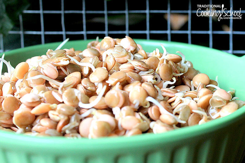 sprouted lentils in a green colander bowl