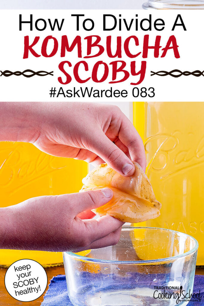 How To Divide A Scoby The Right Way #askwardee 083