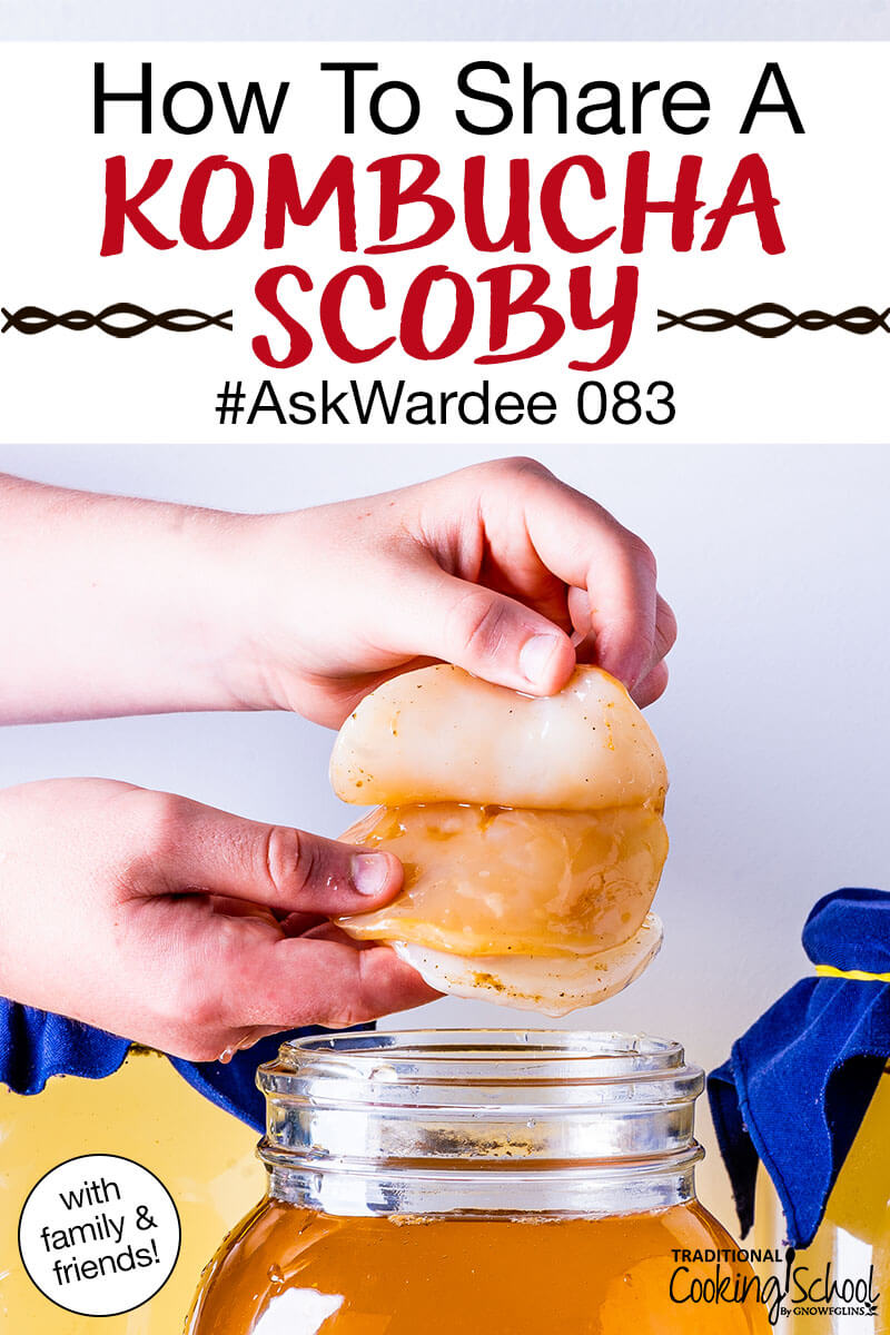 hands peeling apart a Kombucha SCOBY over a jar of golden-colored brew. Text overlay says: "How To Share A Kombucha SCOBY #AskWardee 083 (with friends & family!)"