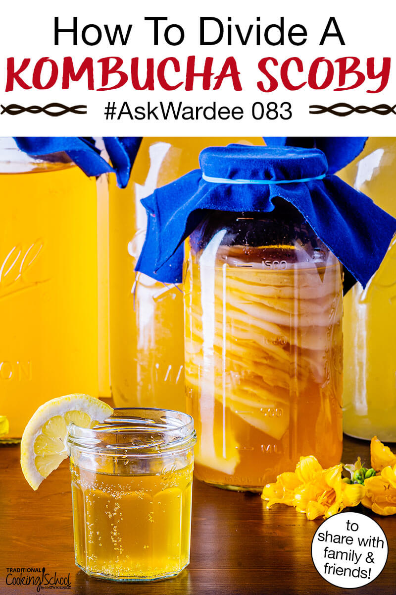 stack of Kombucha SCOBYS suspended in a jar of brew, with a glass of golden-colored Kombucha in the foreground. Text overlay says: "How To Divide A Kombucha SCOBY #AskWardee 083 (to share with friends & family!)"