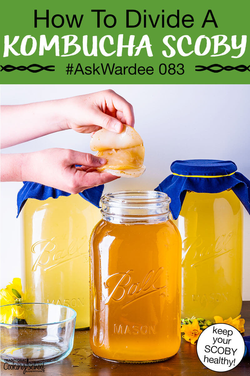 hands peeling apart a Kombucha SCOBY over a jar of golden-colored brew. Text overlay says: "How To Divide A Kombucha SCOBY #AskWardee 083 (keep your SCOBY healthy!)"