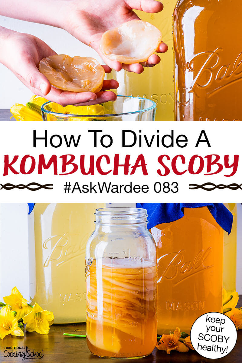 photo collage of hands peeling apart a Kombucha SCOBY as well as many SCOBYS stacked and suspended in a jar of golden-colored brew. Text overlay says: "How To Divide A Kombucha SCOBY #AskWardee 083 (keep your SCOBY healthy!)"