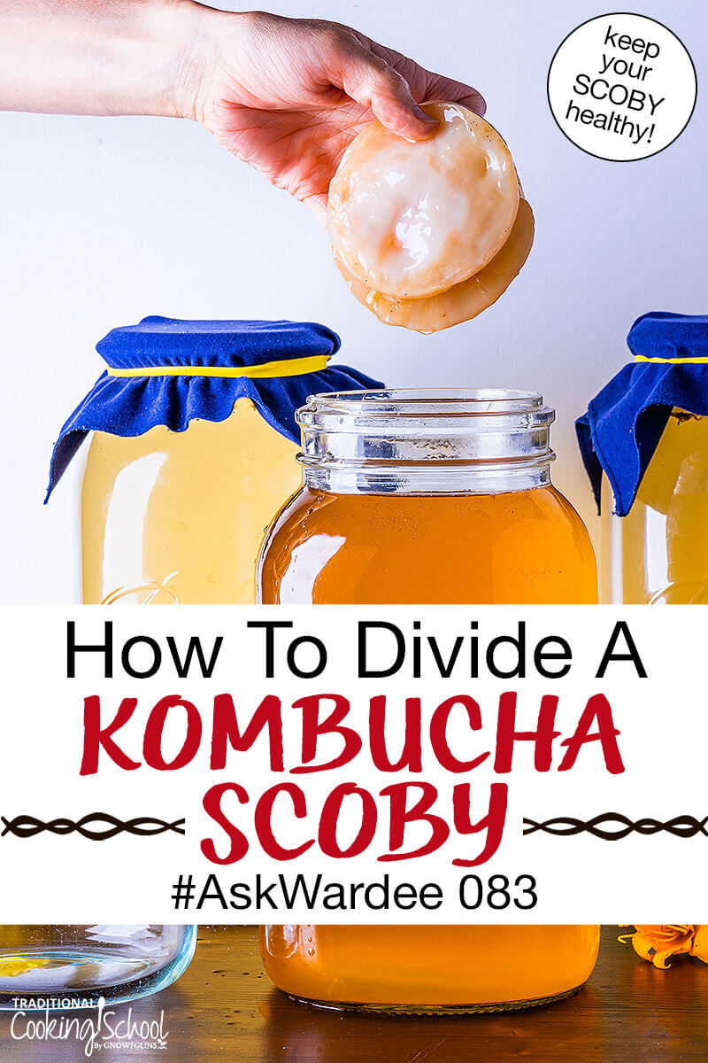 hands holding two pieces of a Kombucha SCOBY over a jar of finished brew. Text overlay says: "How To Divide A Kombucha SCOBY #AskWardee 083 (keep your SCOBY healthy!)"