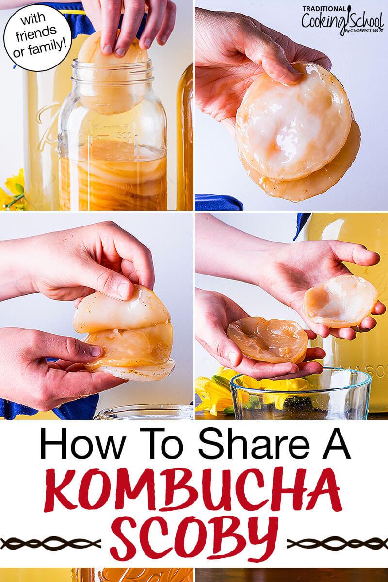photo collage of dividing a Kombucha SCOBY, including peeling it apart and placing it back in a jar full of other SCOBYS. Text overlay says: "How To Share A Kombucha SCOBY (with friends & family!)"