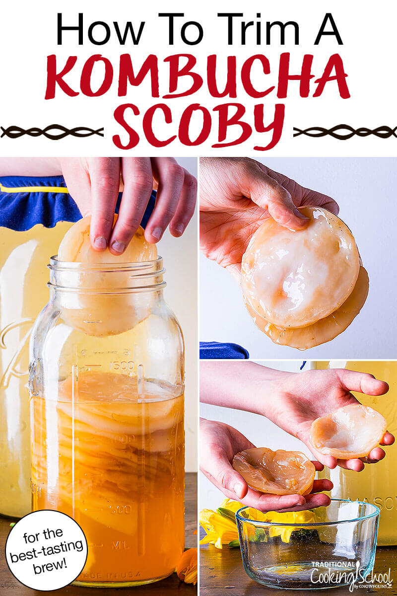photo collage of dividing a Kombucha SCOBY, including peeling it apart and placing it back in a jar full of other SCOBYS. Text overlay says: "How To Trim A Kombucha SCOBY (for the best-tasting brew!)"