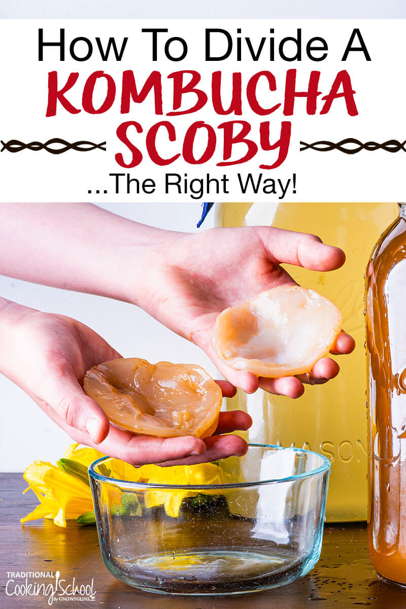 hands holding two pieces of a Kombucha SCOBY over a small bowl. Text overlay says: "How To Divide A Kombucha SCOBY ...The Right Way!"