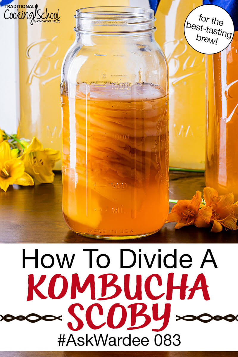 many SCOBYS stacked and suspended in a jar of Kombucha. Text overlay says: "How To Divide A Kombucha SCOBY #AskWardee 083 (for the best-tasting brew!)"
