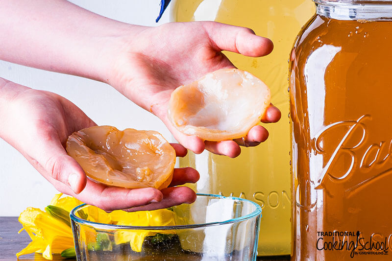 hands holding two pieces of a Kombucha SCOBY over a small bowl