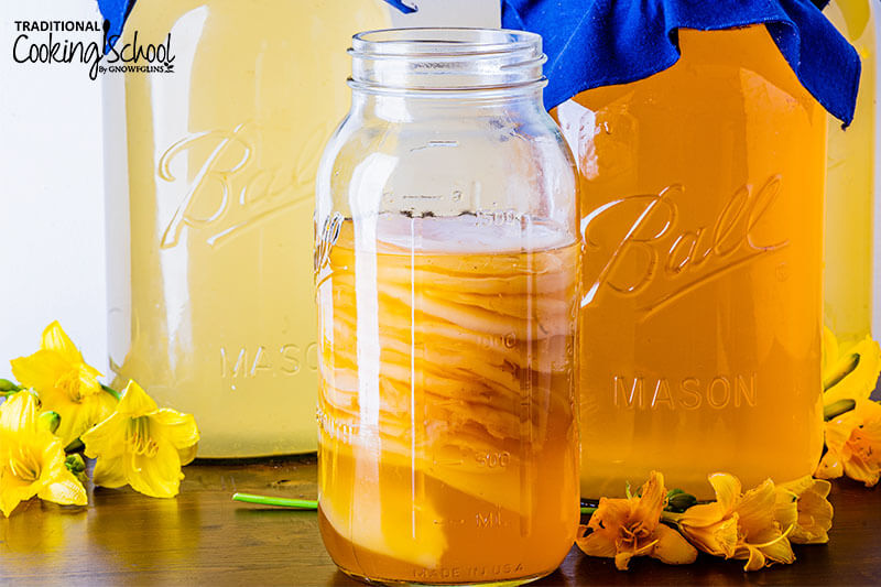 many SCOBYS stacked and suspended in a jar of Kombucha