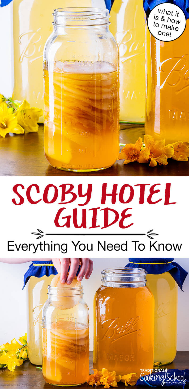 photo collage of a 1/2 gallon glass jar of Kombucha SCOBYS, and a hand putting a SCOBY inside the jar with jars of finished Kombucha in the background. Text overlay says: "SCOBY Hotel Guide: Everything You Need To Know (what it is & how to make one!)