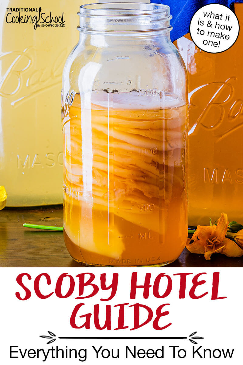 1/2 gallon glass jar of Kombucha SCOBYS with text overlay: "SCOBY Hotel Guide: Everything You Need To Know (what it is & how to make one!)