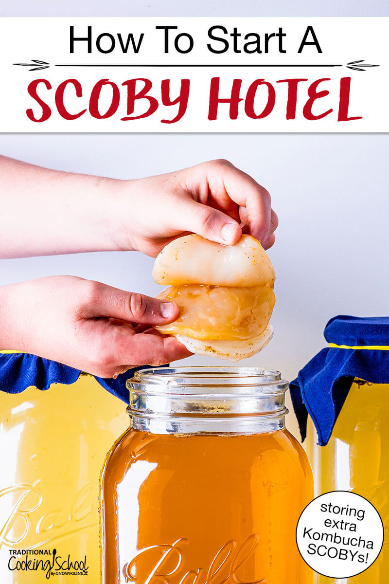 hands peeling apart a Kombucha SCOBY before putting it in a jar of golden-colored brew. Text overlay says: "How To Start A SCOBY Hotel (storing extra Kombucha SCOBYs!)"
